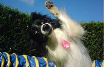Virgínia Silva Adestramento de Cães - Foto 1