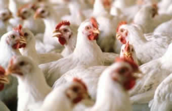 Aviário Santos - Foto 1