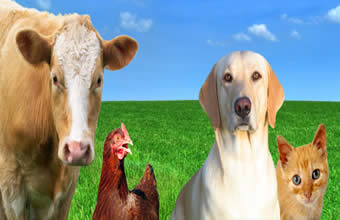 Agroello Pet Shop - Foto 1