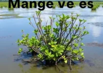 Dia Mundial do Manguezal