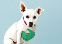 Campanha de Vacinação Antirrábica