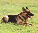 Adestramento de cães em Vitória