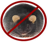 Desratização em Vitória